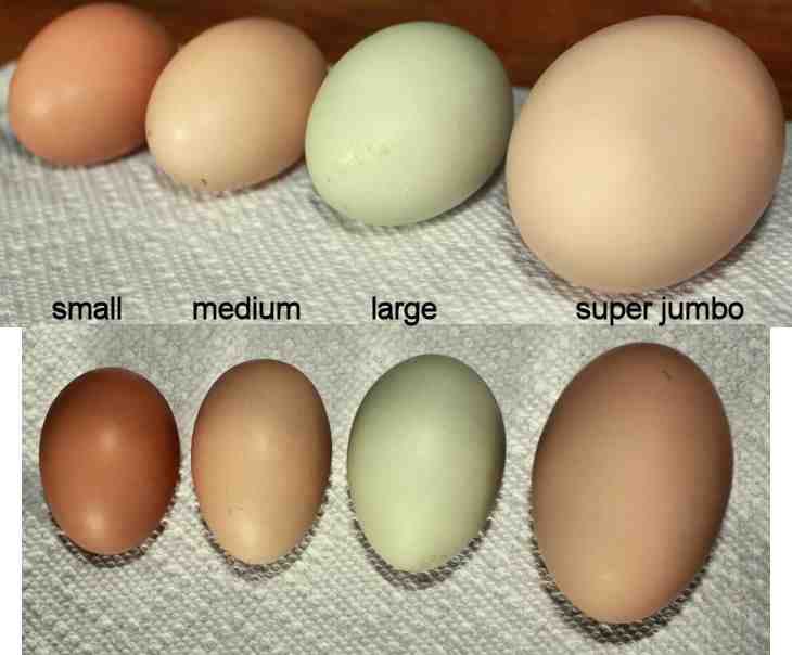 Quelle taille Egg ?