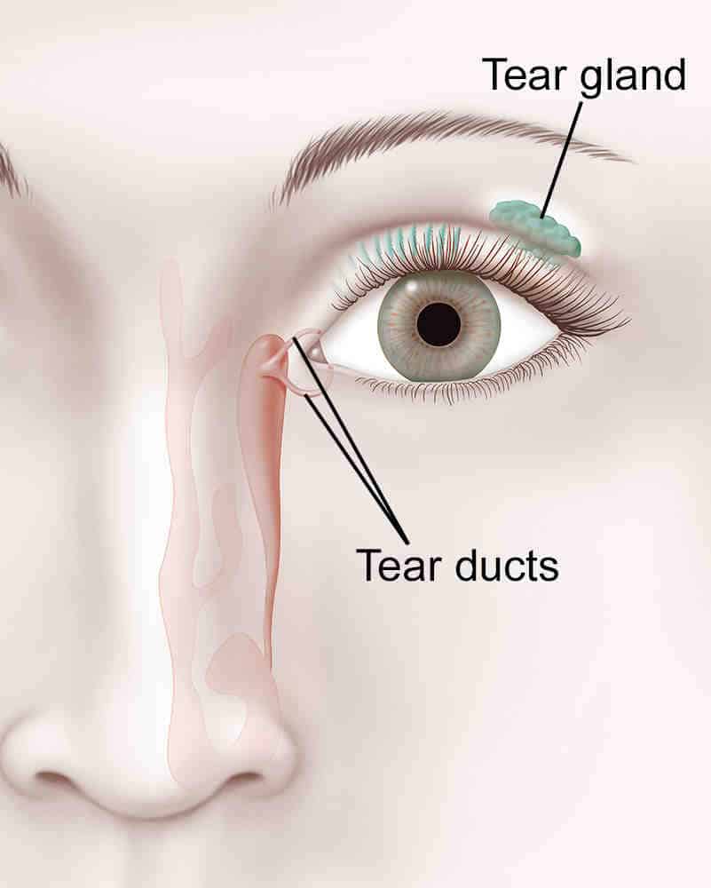 Comment augmenter la sécrétion des glandes lacrymales ?