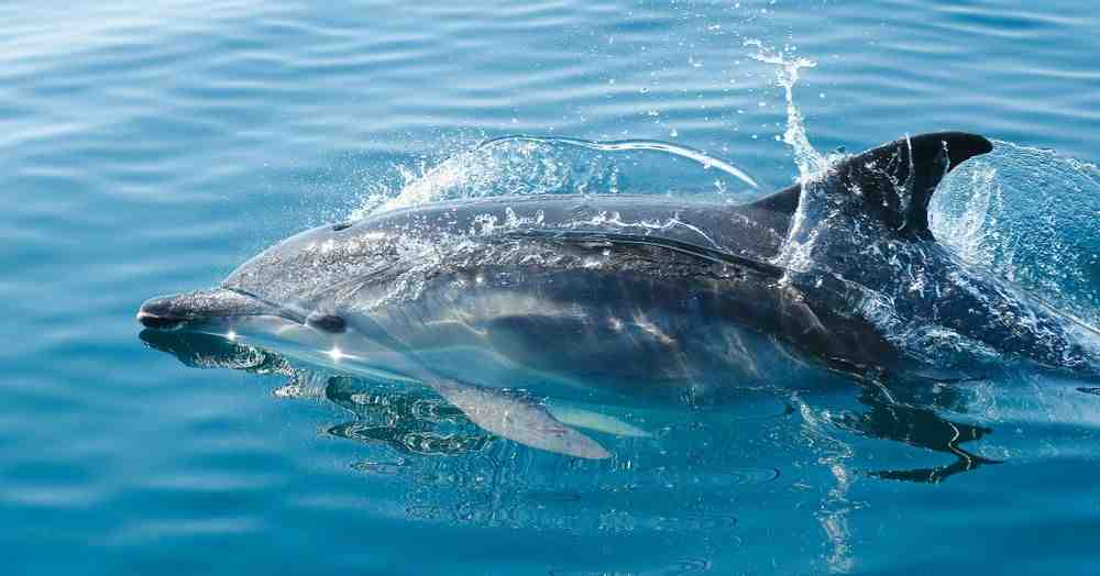 Comment le dauphin Fait-il pour ne pas se noyer quand il dort ?