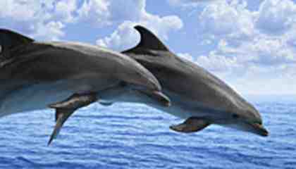Comment s'appelle le Trou du dauphin ?