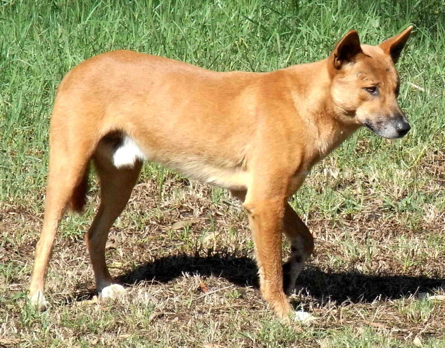 Est-ce que le dingo est dangereux ?