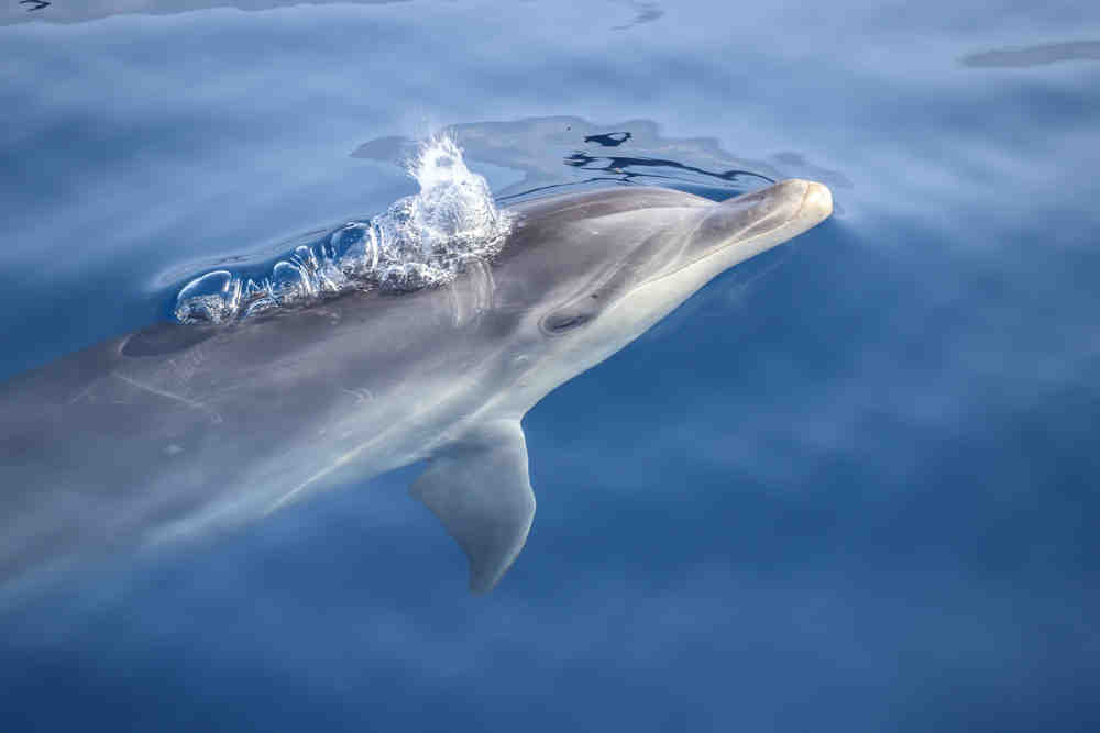 Est-ce que les dauphins peuvent se noyer ?