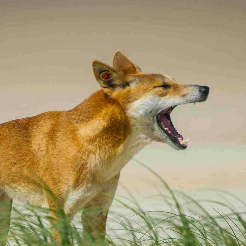 Pourquoi Pluto est un chien et pas dingo ?