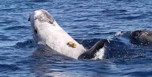 Pourquoi les baleines crachent de l'eau ?