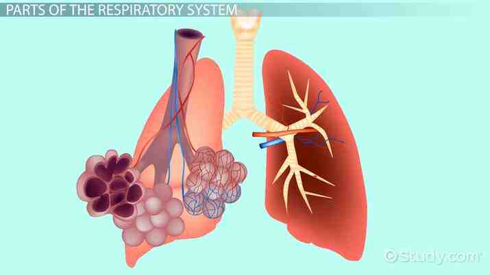 Quels sont les organes de respiration ?
